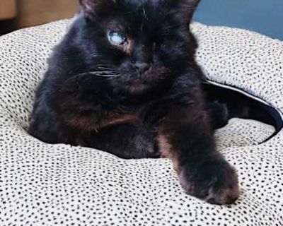 You can fill out an adoption application online on our official website. Benson: A Special Cat Seeking a Happy Home Meet Benson, a loving and resilient feline with a unique perspective on life. Despite his visual challenges, Benson enjoys his relaxing life. He's looking for a patient and understanding person or family who can provide a safe and secure haven. Benson's Personality: Benson is an a...