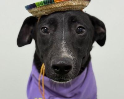 Exciting News: This adorable pup will be at an adoption event near you! Check our website: https://AmazingDogsRescue.org/dogs/ Or call 888.508.8943 (Monday to Sunday, 8 AM to 8 PM).. Out-of-town pets are cared for by non-local organizations who can make arrangements for the pet to be transported to your area. Learn More. Puppy Male Medium Brown / Chocolate , Apricot / Beige