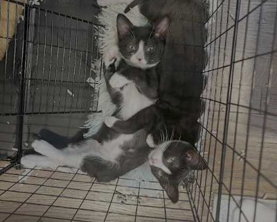 Lucy and Oliver are a sweet 10-week-old sibling duo looking for their forever home. These adorable brother and sister kittens came to us as tiny 3-week-old babies back in September and have grown into playful, affectionate companions. They love to cuddle, chase toys, and spend time together. Both are fully litter trained and ready to bring joy to their new family just in time for the holidays.....