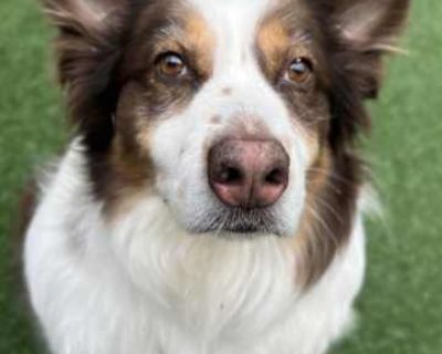 Riley - Australian Shepherd Male Dog for Adoption
