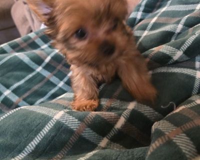 Toy Yorkshire Terrier