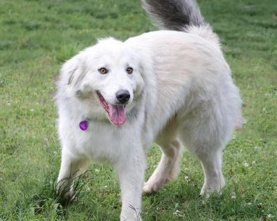 Severus - Great Pyrenees Mix Male Dog for Adoption