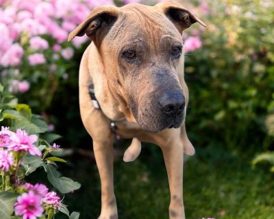 Rescue from Texas. This is Cash. He s 5 years old and weighs about 70 pounds. Cash is a Shar Pei mix. It s hard to say where Cash came from. He was found sitting in a busy area, trembling from the cold. He was scared, confused, and freezing but he didn t leave. Instead, he quietly watched people pass by, as if hoping someone might stop. His sad appearance and the sorrow in his eyes could tell a...