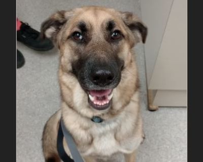 Dexter - Male Puppy German Shepherd / Siberian Husky for Adoption