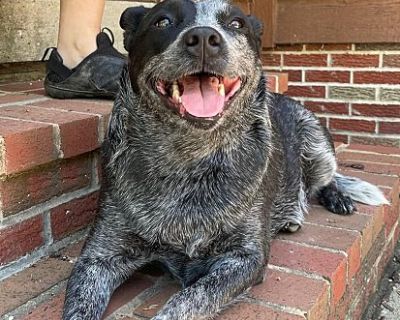 Pepper - Australian Cattle Dog Female Dog for Adoption