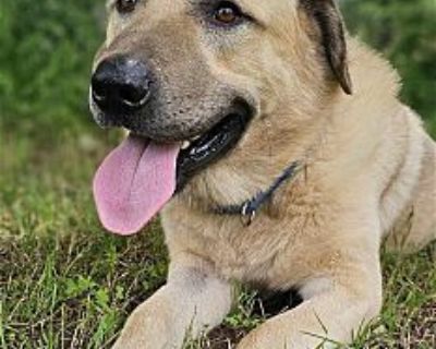 Simon - Anatolian Shepherd Male Dog for Adoption