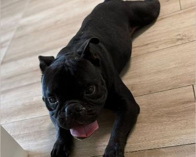 Bowser - Male Puppy French Bulldog for Adoption