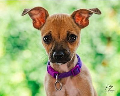 Almond - Chihuahua/Dachshund Mix Female Puppy for Adoption