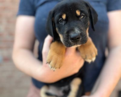 Faramir - Australian Shepherd Mix Male Puppy for Adoption