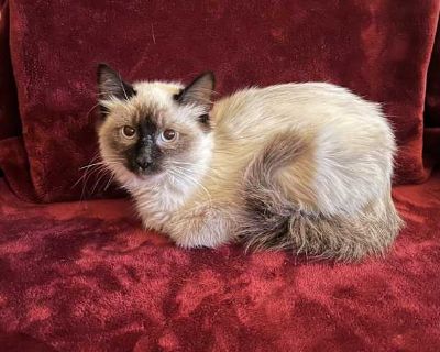 Meet Fabrage a gentle little masterpiece looking for a forever home! Fabrage is a shy, sweet Ragdoll/Siamese kitten with the softest fur and the softest heart to match. This little treasure may take a moment to come out of her shell, but once she feels safe, she melts right into you with quiet affection. Her big, soulful eyes watch the world with curiosity, and she loves gentle pets, soft voice...