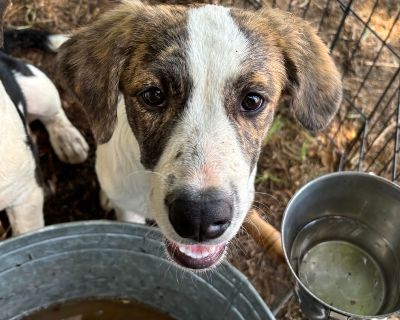 Minnie Mouse - Hound Mix Female Dog for Adoption