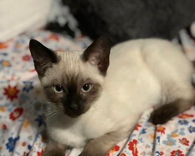 Meet Cocoa , a Petstablished Siamese Cat