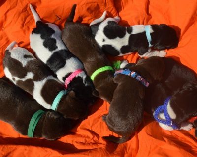 Labrador Hybrid Retriever Puppies & Started Dogs South Dakota Pheasant Hunting