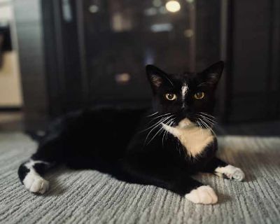 Jimmie - American Shorthair Male Cat for Adoption