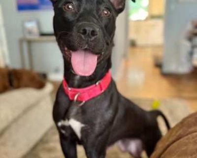 Iris - American Pit Bull Terrier/Labrador Retriever Mix Female Dog for Adoption