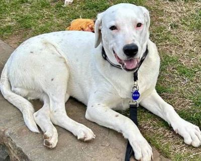 Hudson 2 - Labrador Retriever/Beagle Mix Male Dog for Adoption