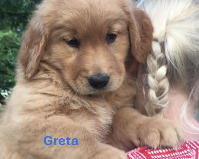 Golden Retriever Puppies
