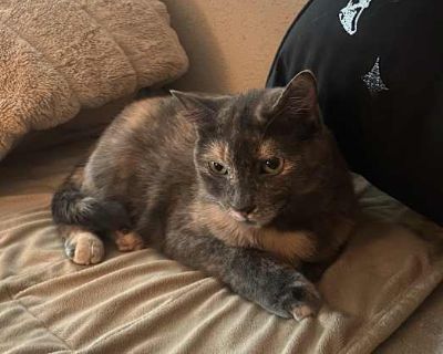 I've had Vivi since she was a kitten. She has always been a very skiddish and nervous kitty. We have moved around a lot, and the first few years of her life were tumultuous and unstable. She is a wonderful girl. Very sassy, but loving and sweet. Just so very anxious. I believe due to this anxiety, she has proven herself unable to go #2 in her litter box for going on 4 years now. I have tried ev...