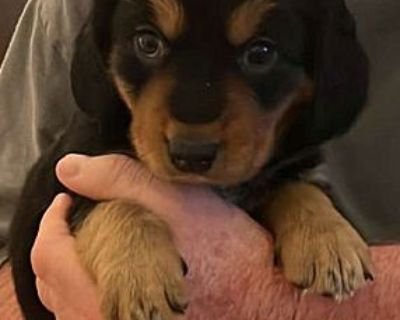 HOLLI - Basset Hound/Australian Shepherd Mix Female Puppy for Adoption