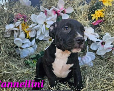 Cannellini - Shar-Pei & Boxer Mix Female Puppy for Adoption