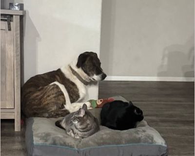 Great Dane mix. About 80 lbs. good with kids and cats. Not getting along with one of our other dogs.