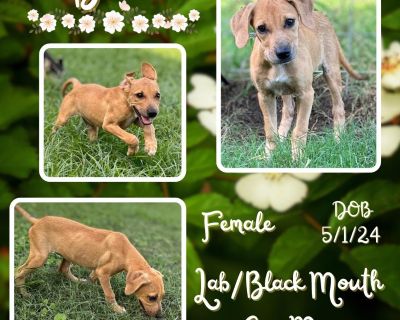 Briar - Labrador Retriever & Black Mouth Cur Mix Female Puppy for Adoption