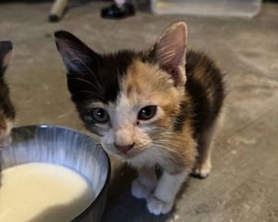 Chiquito 1 - American Shorthair Female Cat for Adoption