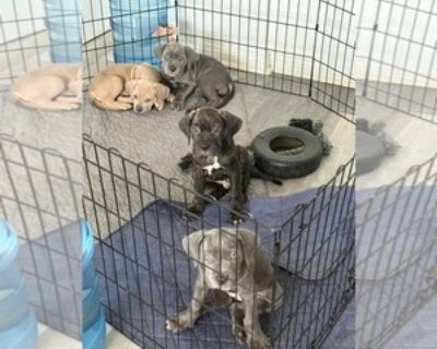 10 Weeks Old * Size at Maturity: Large * Availability Date: 11/17/2025 * Shipping Area: Pick Up Only * Payment Method: Cash *. 4 beautiful Cane Corso puppies looking for forever homes! 1 male and 3 females. 2 rounds of vaccines and dewormer. Message me for more information. Items Included: Vaccines up to date