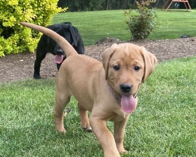 AKC Labrador Retriever puppies for sale. Born on March 24th. Available now. Sire (American lab- yellow) & Dam (English lab - chocolate) are AKC certified. Litter has been registered with AKC. Rear dew claws have been removed. All puppies have been dewormed at 2, 4, 6, and 8 weeks & are current on vaccinations.

3 yellow females & 1 black male left. Located in Brush Prairie, WA. Call or text Ali...