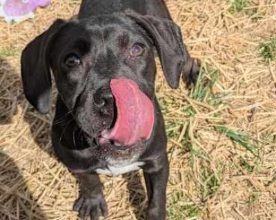 Peru - Labrador Retriever/Pit Bull Terrier Mix Female Puppy for Adoption