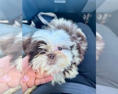 Litter of 2 - Shih Tzu Male Puppy for Sale