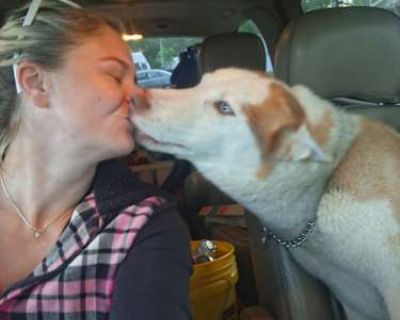 Kenji - Husky Male Dog for Adoption