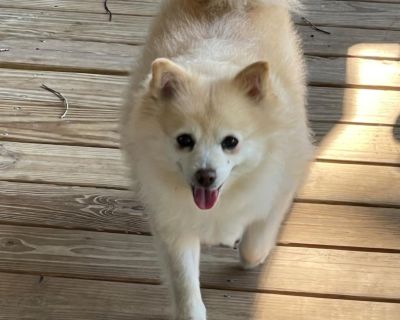 Dixie Jo - Pomeranian & American Eskimo Dog Mix Female Dog for Adoption