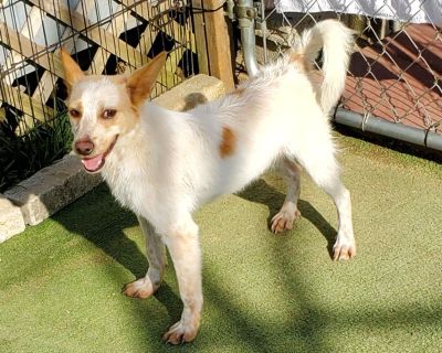 Dan - Jack Russell Terrier & Chihuahua Mix Male Dog for Adoption