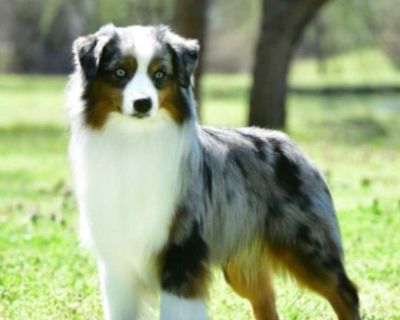 1 Male and 2 Female Miniature American Shepherd Puppies for Sale