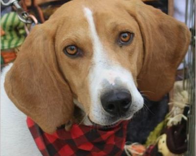 Introducing Daniel Boone, a country boy who is ready to explore the great outdoors! Daniel came to us from a rural shelter with more dogs than adopters. With his good looks and charismatic ways, this southern gentleman charmed his way right outta there! Daniel is about three years old and weighs 46 precious pounds! He is adjusting well in his foster home. He loves people and is getting along we...