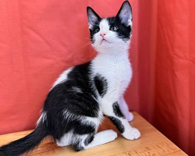 Flannel - Domestic Shorthair Male Cat for Adoption