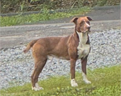 Red - Male Adult American Staffordshire Terrier mix for Adoption