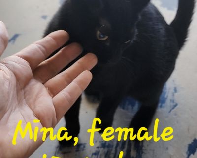 Mina was with Sid when she was rescued. We pulled them from a high kill shelter in NC. Mina never had a get to know you period. She has a big personality, was ready to play and get love from day 1. She loves her toys, her bed, wet food, and climbing all over you. She is completely vetted.. Characteristics Affectionate, Athletic, Friendly, Funny, Independent, Playful Coat length Short House-trai...