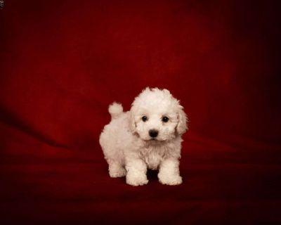 One Year Genetic Health Guarantee. Gender: Male Sire: Oscar Dam: Dahlia DOB: September 22nd, 2025 Age: 7 Weeks Available: November 17th, 2025 Microchipped Registered AKC Registered Vet Checked Vaccinated Dewormed Family Raised Socialized Kid-Friendly Health Guarantee Extended Health Guarantee. Leroy & Liz Stoltzfus