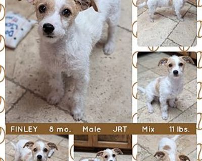 FINLEY - Jack Russell Terrier Male Puppy for Adoption