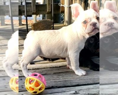 June bug - French Bulldog Female Puppy for Sale