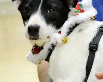 Meri - Rat Terrier Female Dog for Adoption