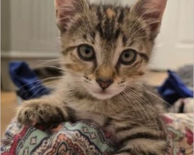 Pickles - Female Kitten American Shorthair / Domestic Cat for Adoption