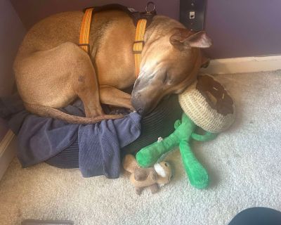 Scooby Doo - Catahoula Leopard Dog & Shar-Pei Mix Male Dog for Adoption