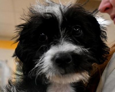 Juniper - Terrier Mix Female Puppy for Adoption