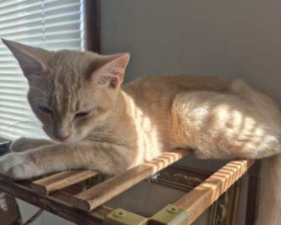 Ginger was born from one of her family's mama cats and grew up along kids, a dog, and a lot of other cats. I don't remember her exact birth day, unfortunately, but she was born sometime in November, 2024. So she's almost a big 1 year old! She's very tolerant of children and very, very sweet and cuddly. The stereotype of the ditzy, goofy orange cat definitely fits this one. She could best be des...