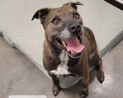 Bonnie - Pit Bull Terrier Mix Female Dog for Adoption