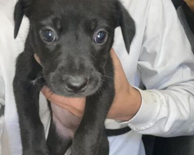 7 week old puppies ready to go to forever homes. Black lab mix American pitbull terrier. Asking 50$ obo Text # 701-368-1913 if interested!