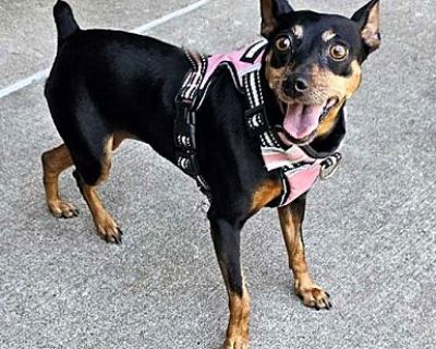 LADY MIA - Miniature Pinscher Female Dog for Adoption